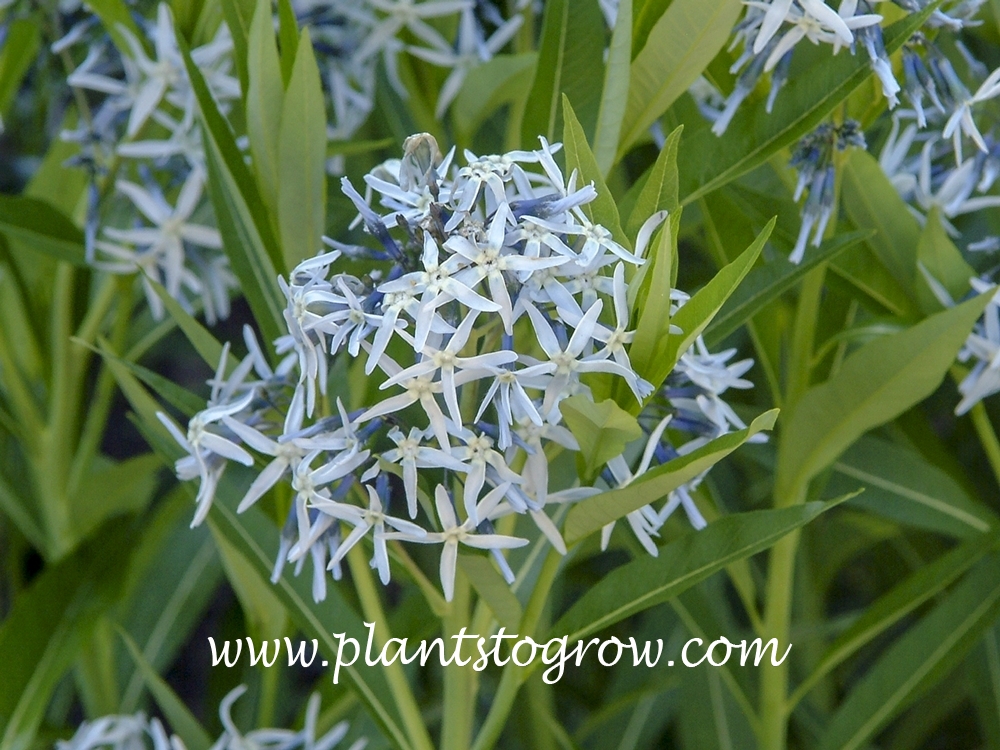 Eastern Blue Star (Amsonia tabernaemontana) 
A nice image of the 5 thin petals that make up the inflorescent.